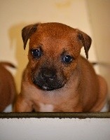 Des Crocs De L'empereur - Staffordshire Bull Terrier - Portée née le 29/08/2019