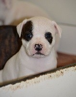 Des Crocs De L'empereur - Staffordshire Bull Terrier - Portée née le 25/08/2019