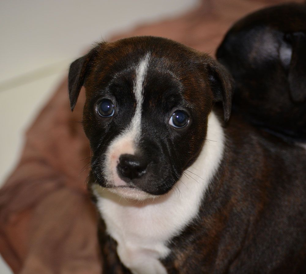 Des Crocs De L'empereur - Staffordshire Bull Terrier - Portée née le 25/08/2019
