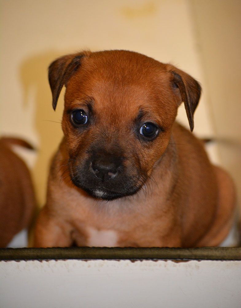 Des Crocs De L'empereur - Chiots disponibles - Staffordshire Bull Terrier