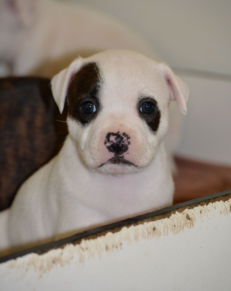 Des Crocs De L'empereur - Staffordshire Bull Terrier - Portée née le 25/08/2019