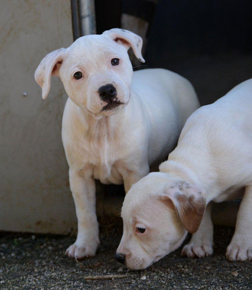 Des Crocs De L'empereur - Chiots disponibles - Staffordshire Bull Terrier