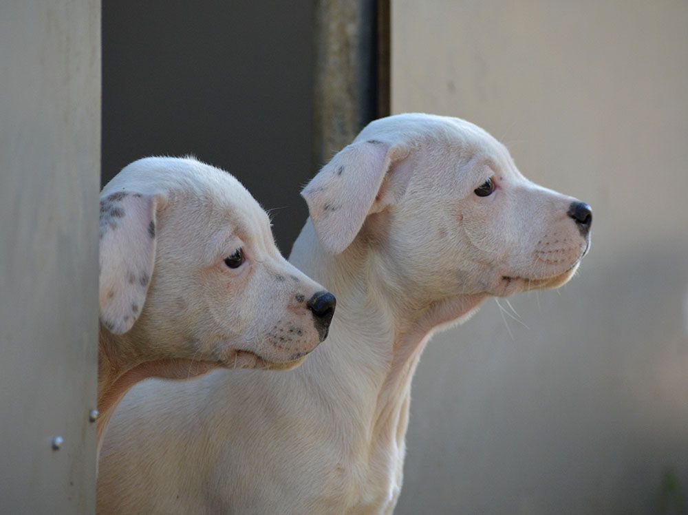 Des Crocs De L'empereur - Staffordshire Bull Terrier - Portée née le 22/07/2019
